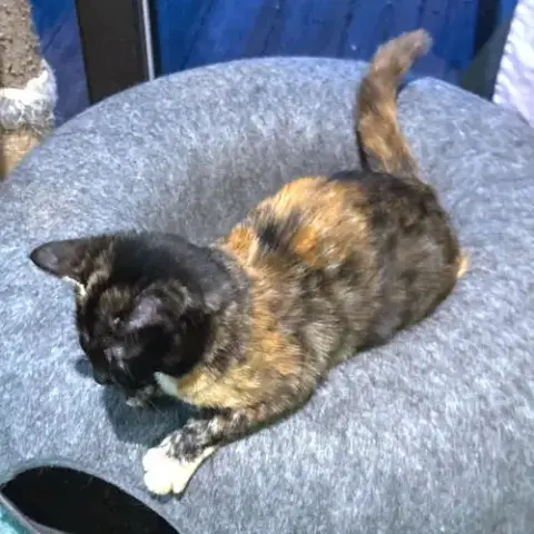 Polly photo 2