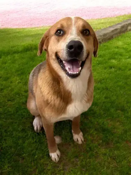 Big Boy Jethro photo 2