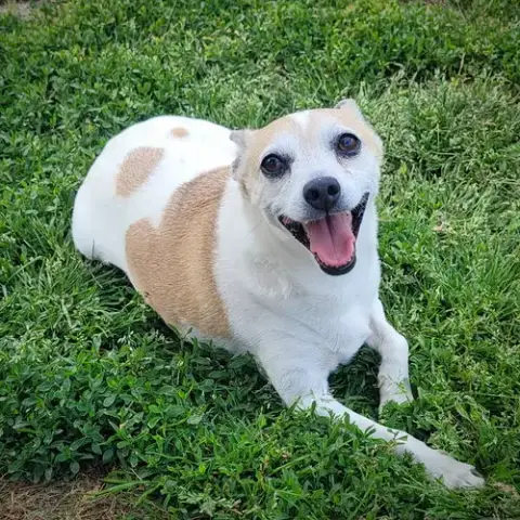 Petey photo 2