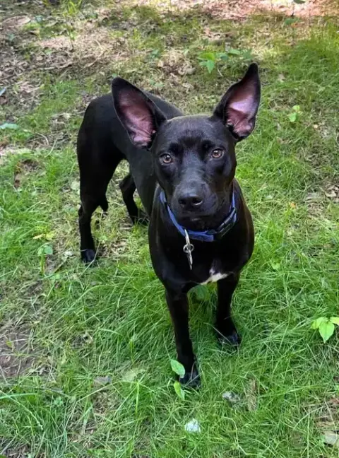 Brandy photo 2