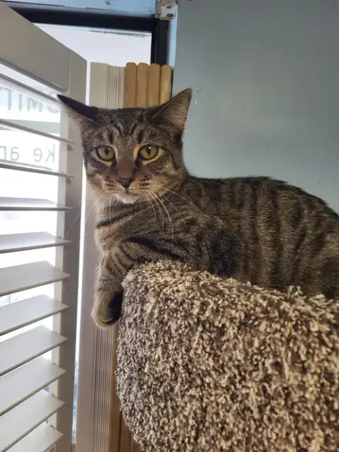 Tibbs