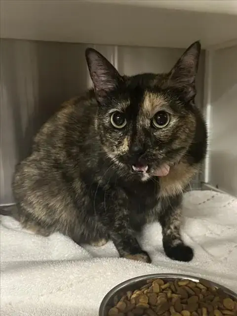 Sundae