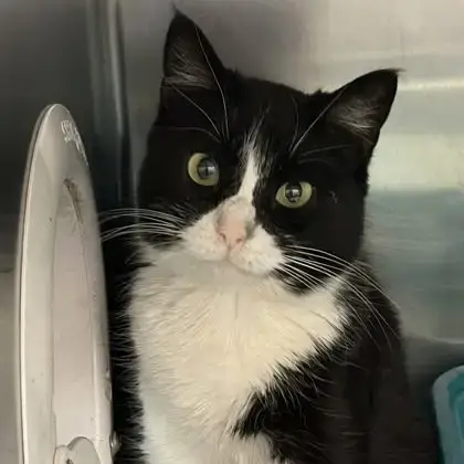 Duchess Meowington photo 4