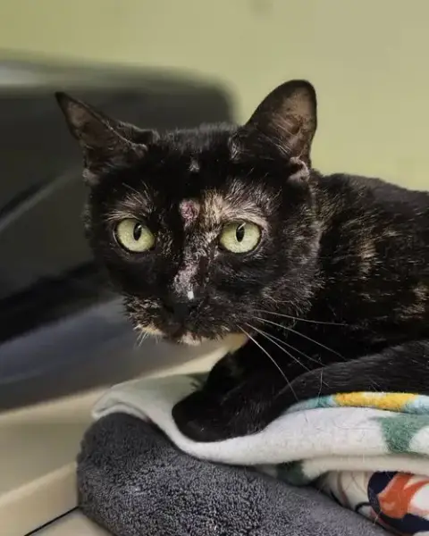 Lola At Petsmart Rochester photo 4