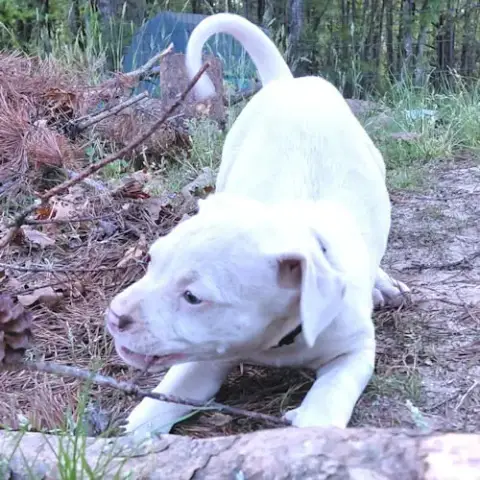 Rambo