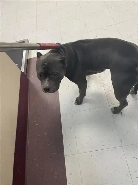 Mamba