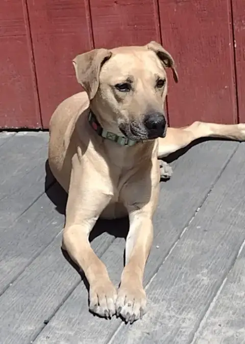 Rufus
