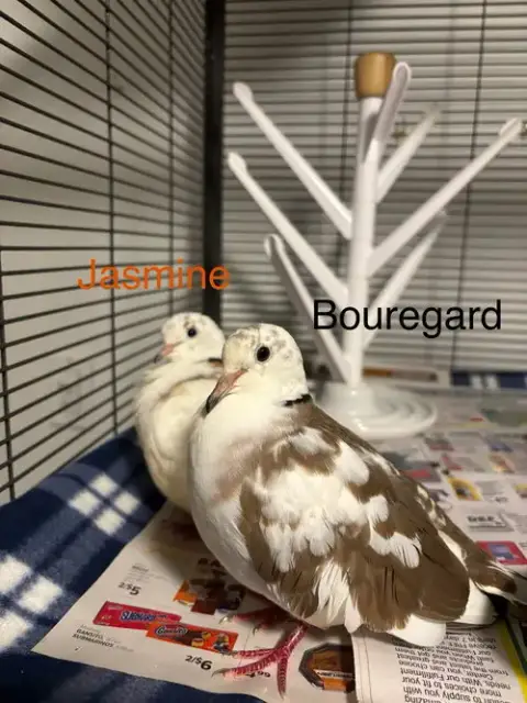 Jasmine And Bouregard photo 3