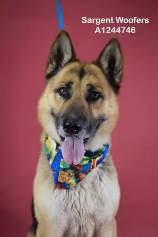 *Sargent Woofers