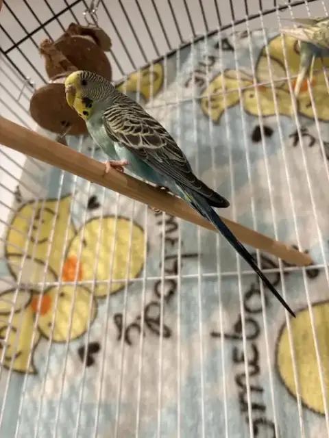 Parakeets photo 3