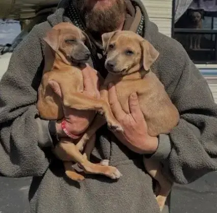 D130 Litter Jenny photo 2