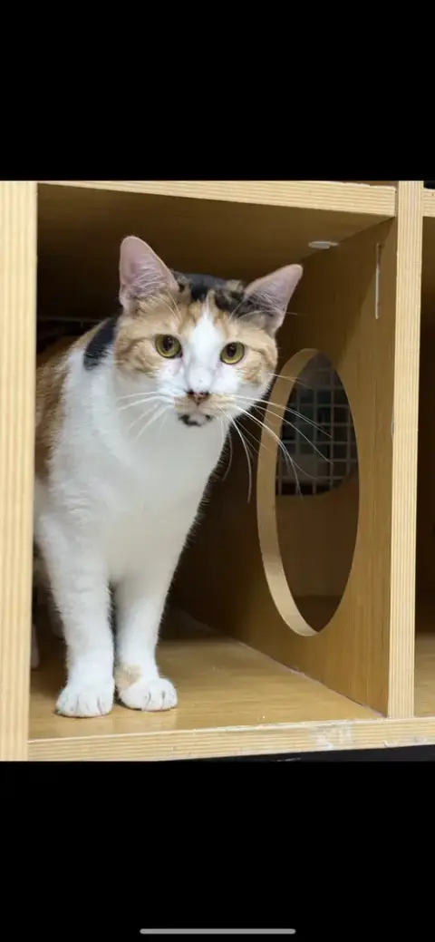 Anastasia Buttercup Napa Petco photo 4