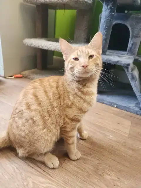 Taki