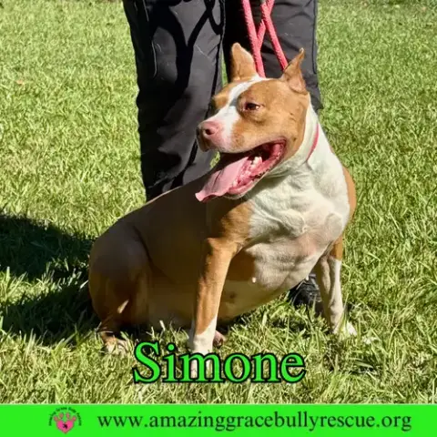 Simone photo 4