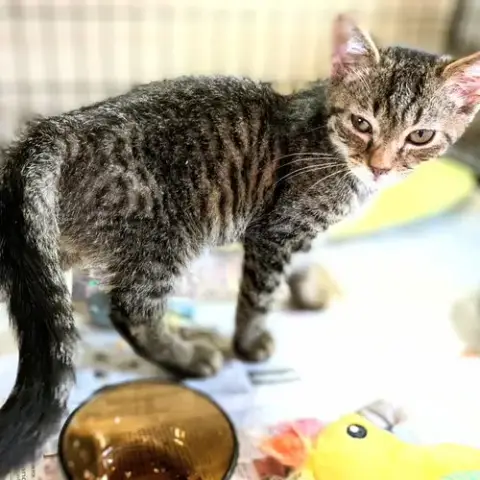 Felix