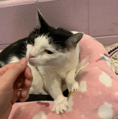 Tommi Girl photo 3