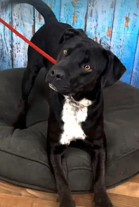 Tyson