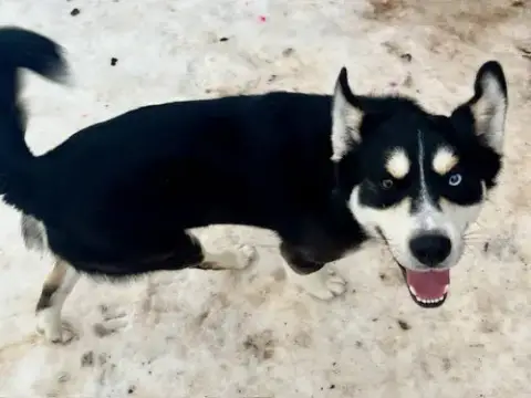 Tundra photo 4