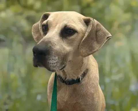 Biscuit