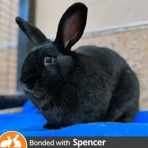 Paul Bunnyon photo 2