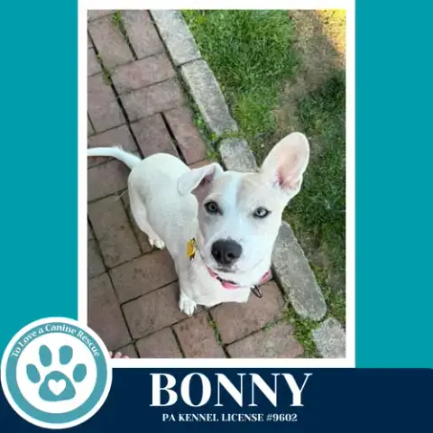Bonny