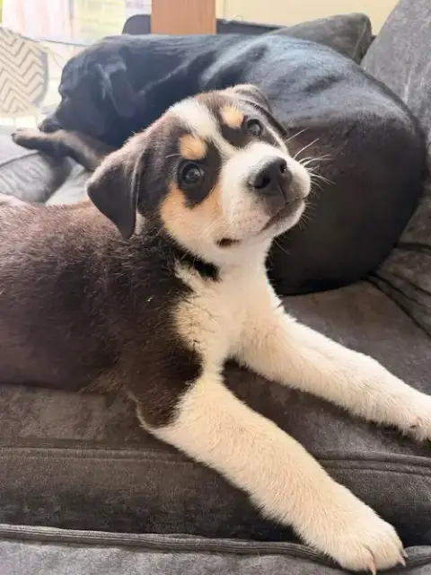 Banjo photo 3