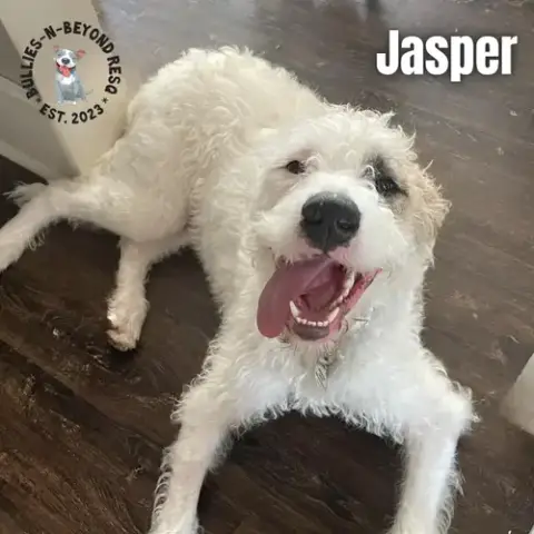 Jasper photo 4