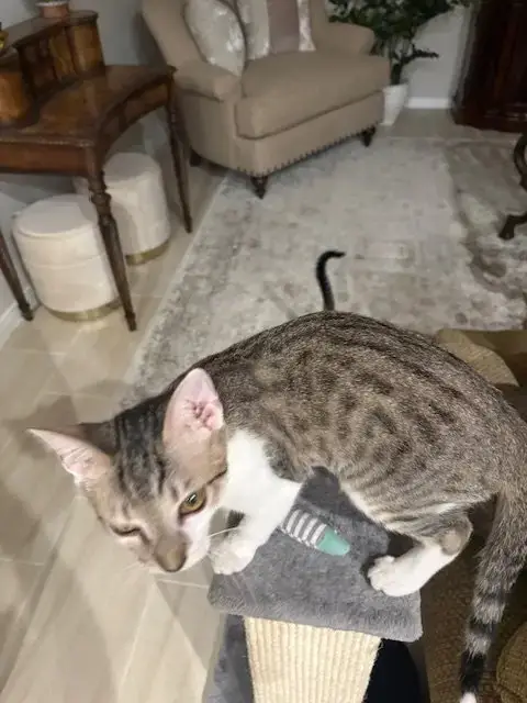 Toby photo 4