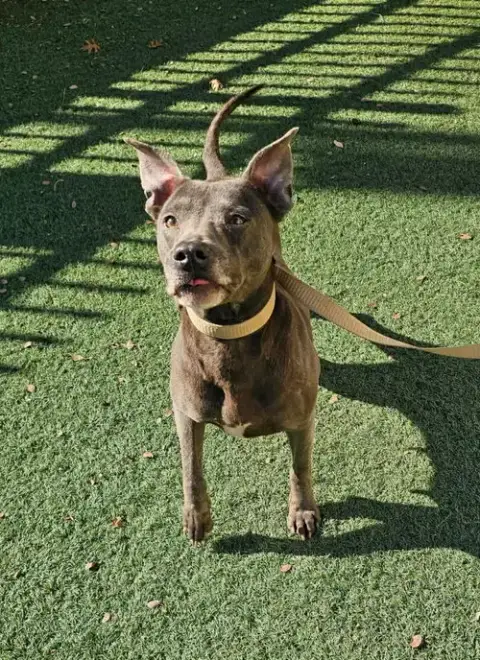 Chyanne-Adoption Fee $75! Diamond Dog! photo 3
