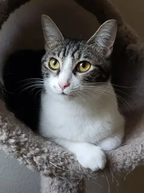 Sharleen #Stunning-Whiskers photo 2