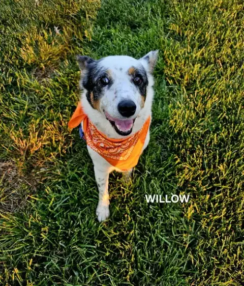 Willow photo 4