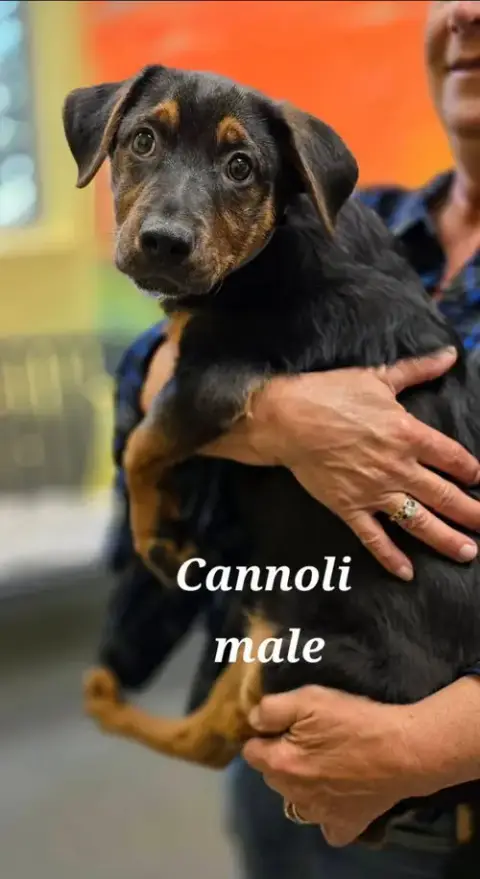 Cannoli