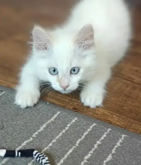 Mooski