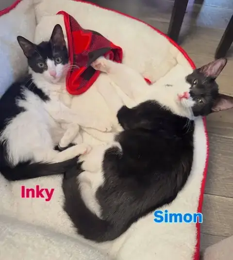 Simon photo 3