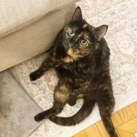 Jubilee- Foster Needed