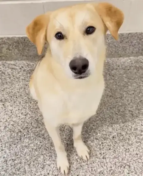 Dizzy