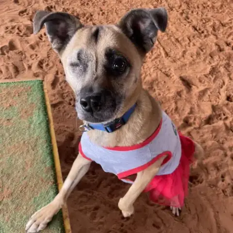 Lulu