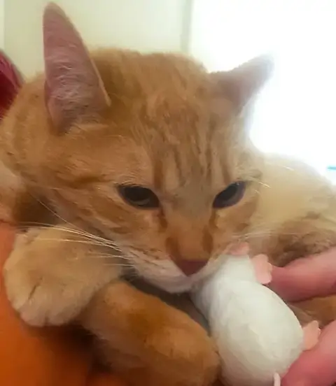 Cc