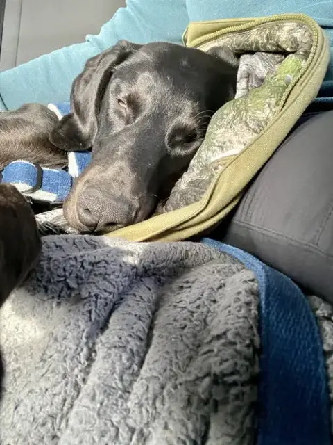 Onyx photo 3