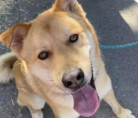 Duke
