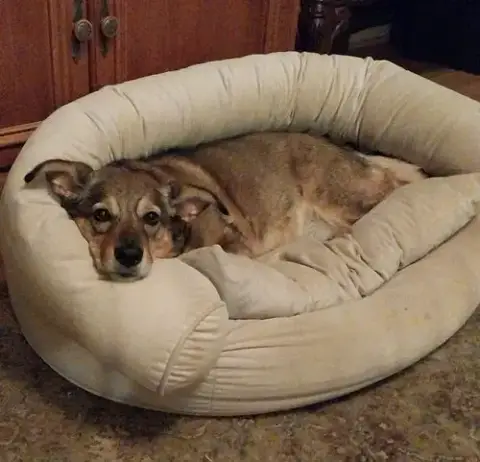 Indy -Girl photo 2