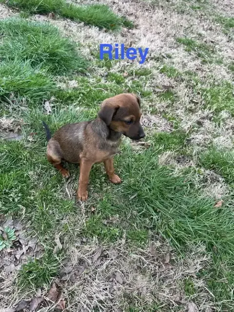 Riley
