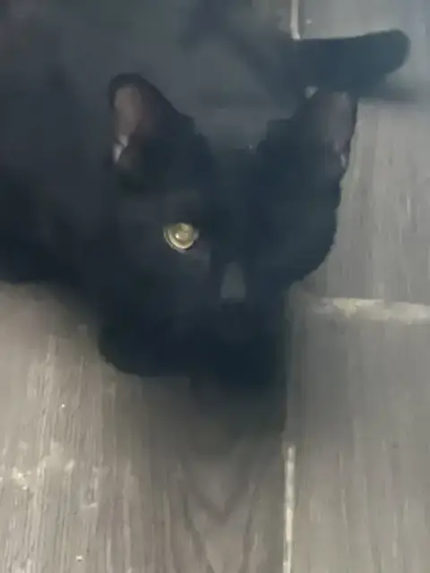 Binx