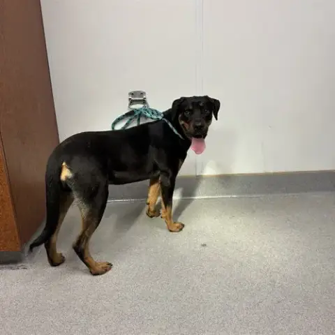 Xena