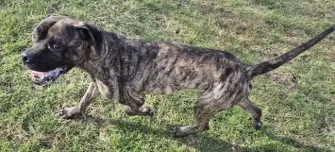 Luis