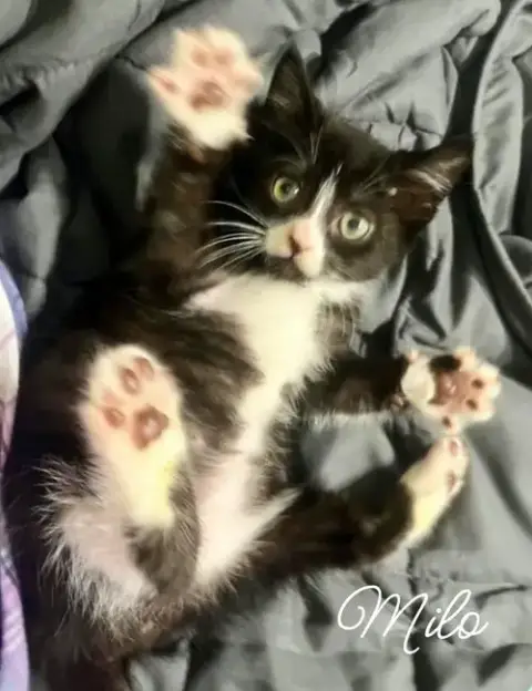Mila  *Kitten* photo 4
