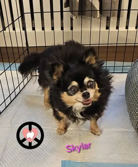Skylar photo 4
