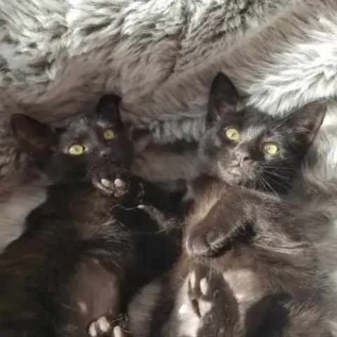 Licorice