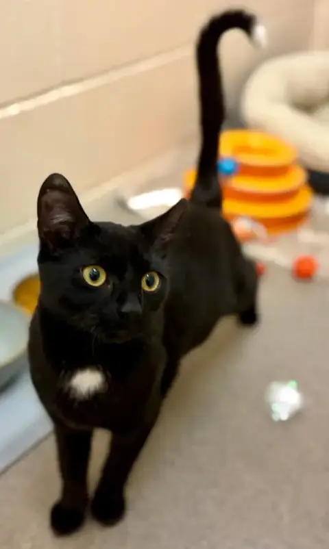 Tippy
