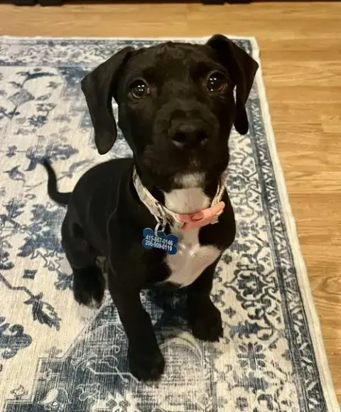 Jack